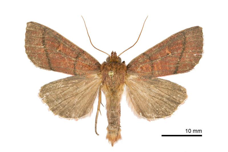 Mythimna divergens Male